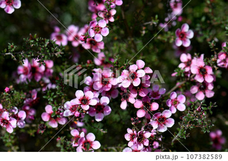 Australian native pink Manuka tea tree flowers of Leptospermum scoparium cultivar, family Myrtaceae, growing in Sydney. Endemic to south eastern Australia in NSW, Victoria and Tasmania. 107382589