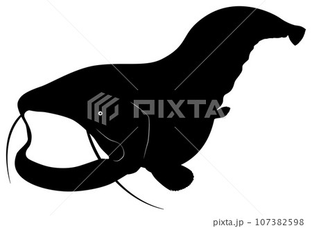 ヨーロッパオオナマズ ヨーロッパオオナマズ 107382598