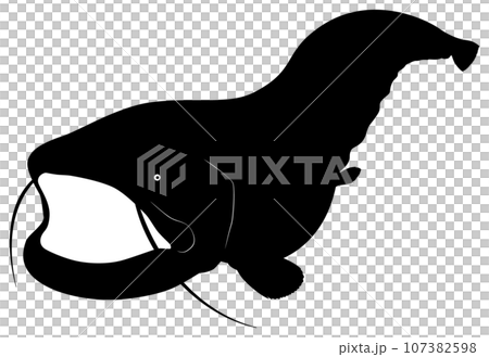 ヨーロッパオオナマズ ヨーロッパオオナマズ 107382598