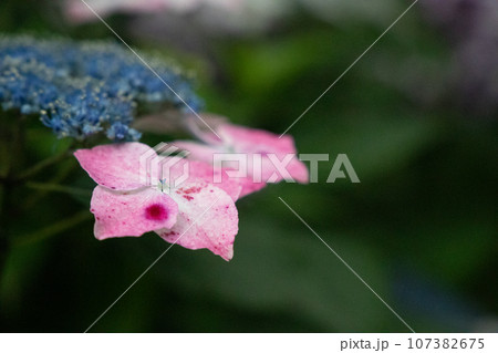 梅雨に咲く斑点模様の紫陽花 107382675