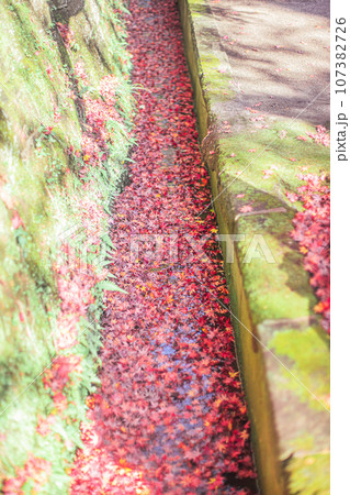 側溝の紅葉 側溝の紅葉 107382726