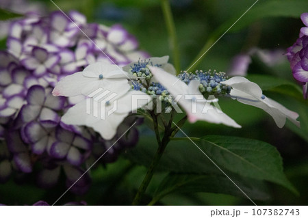 ガクアジサイの花が咲いています 107382743