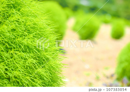 [知多郡]観光農園 花ひろばのコキア畑 107383054