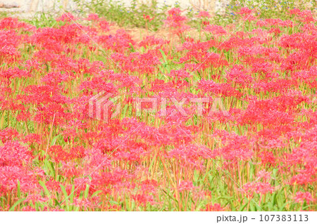[愛知県]半田市矢勝川堤の彼岸花 107383113