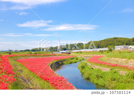 [愛知県]半田市矢勝川堤の彼岸花 107383114