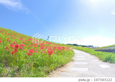 [愛知県]半田市矢勝川堤の彼岸花 107383122