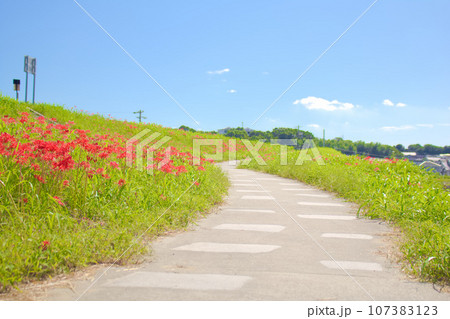 [愛知県]半田市矢勝川堤の彼岸花 107383123