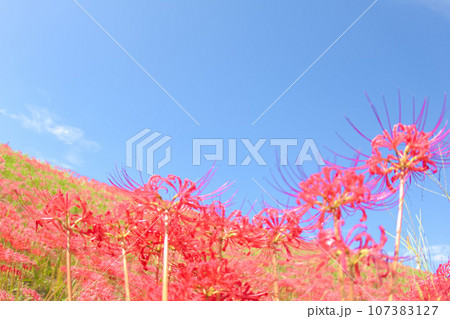 [愛知県]半田市矢勝川堤の彼岸花 107383127