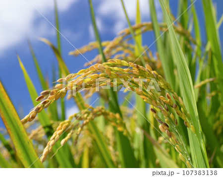 実った稲穂 107383138