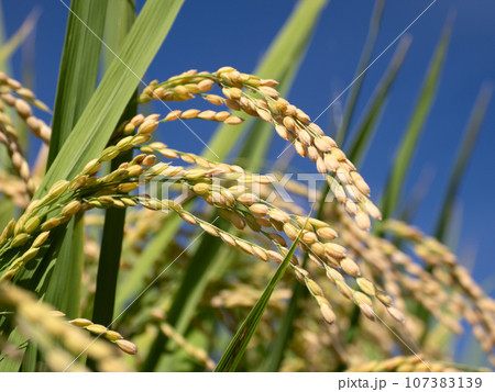 実った稲穂 実った稲穂 107383139