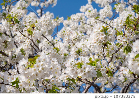 晴れた青空と白い桜の花。春の美しい景色。 107383278