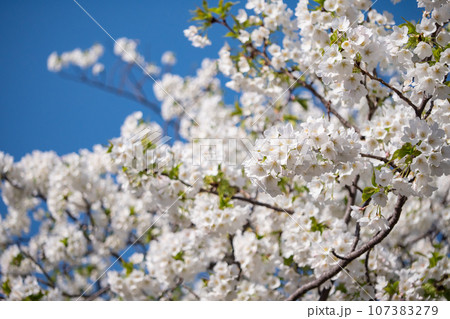 晴れた青空と白い桜の花。春の美しい景色。 107383279