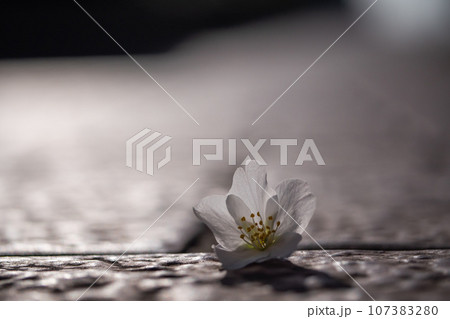 道に散った桜の花。儚さと美しさ。 107383280