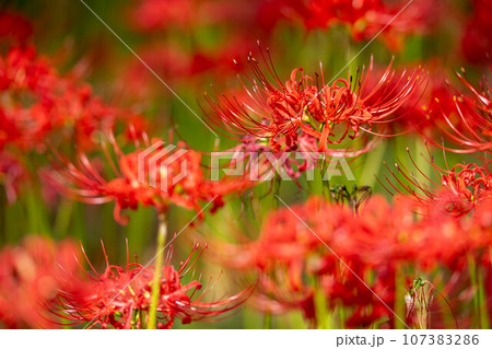 一面の赤い彼岸花 一面の赤い彼岸花 107383286