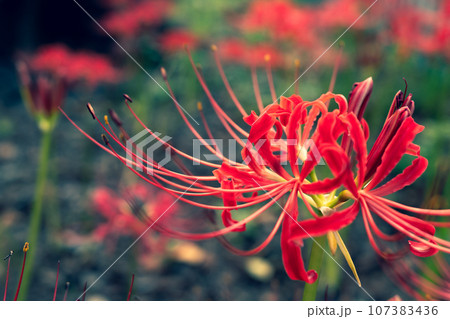 野に咲く赤い彼岸花 b-2 寒色加味 野に咲く赤い彼岸花 b-2 寒色加味 107383436