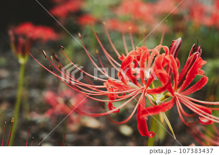 野に咲く赤い彼岸花 b-3 フィルム調 野に咲く赤い彼岸花 b-3 フィルム調 107383437