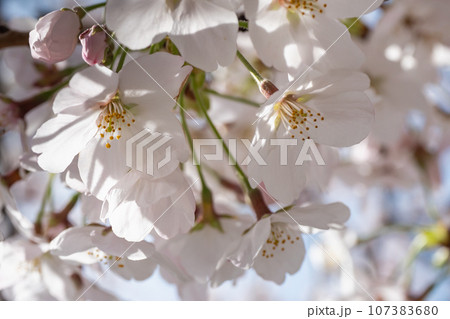 満開に咲いた桜の花のクローズアップ。春の美しい風景。 満開に咲いた桜の花のクローズアップ。春の美しい風景。 107383680