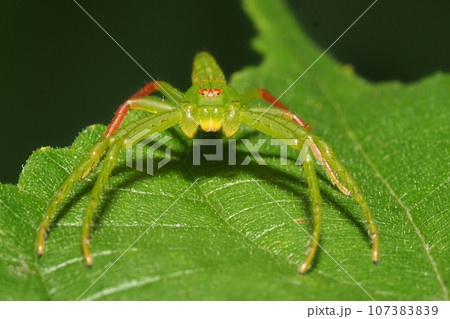 ワカバグモ 107383839