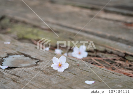春の風景。板の上の散った桜の花。 春の風景。板の上の散った桜の花。 107384111
