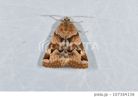 ツメクサキシタバ（北海道・鶴居村） 107384136