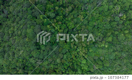 Aerial top view forest green tree, Rainforest ecosystem and healthy environment background, Texture of green tree forest, forest view from above. Aerial top view forest green tree, Rainforest ecosystem and healthy environment background, Texture of green tree forest, forest view from above. 107384177