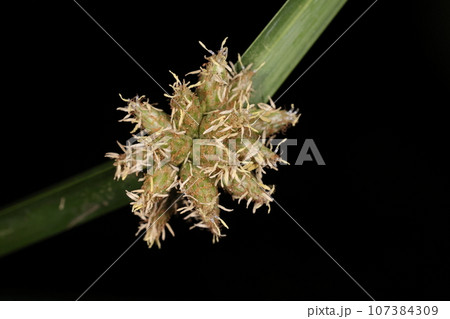 自然 植物 カンガレイ、水辺の植物。終わりかけの花、花期は七月頃から十月頃まで 自然 植物 カンガレイ、水辺の植物。終わりかけの花、花期は七月頃から十月頃まで 107384309