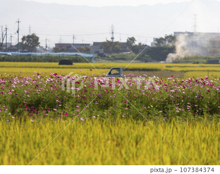 斑鳩町の田園に咲く秋桜の花 107384374