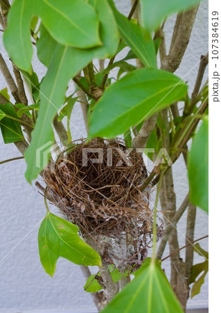 蛇に卵を取られた後の鳥の巣 107384619