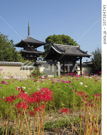 彼岸花と秋桜が咲く法起寺の風景 107384745
