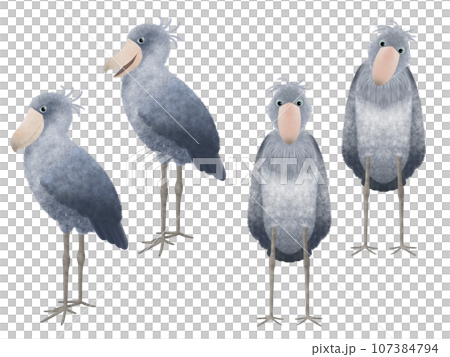 鯨頭鸛材料組 ⑤ 鯨頭鸛材料組 ⑤ 107384794