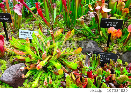 箱根湿生園の景色 箱根湿生園の景色 107384829