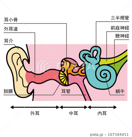 耳の構造のイラスト 107384851