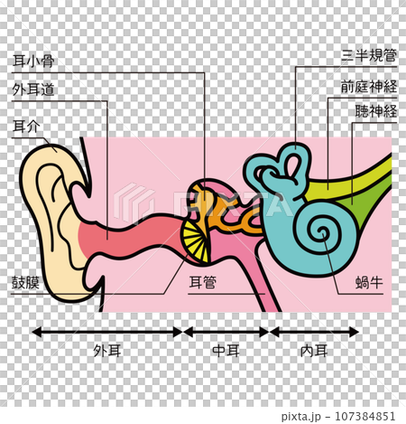 Illustration of the structure of the ear 107384851