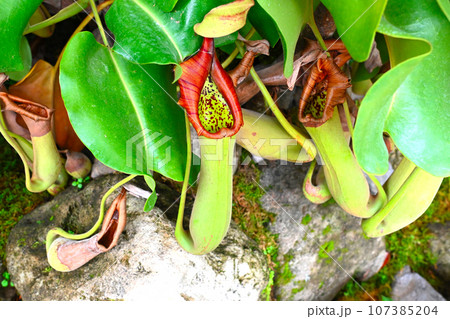 食虫植物の景色 107385204