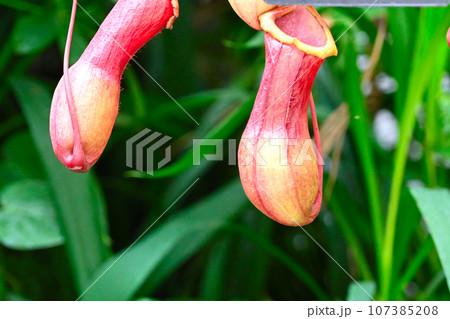 食虫植物の景色 107385208