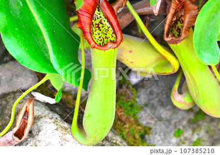 食虫植物の景色 107385210