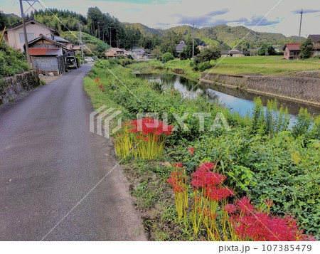 彼岸花の咲く農村 107385479