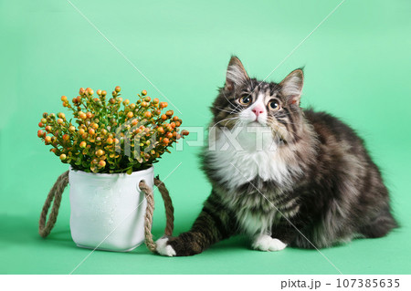 gray Kuril bobtail kitten closeup photo with wool ball on green background 107385635