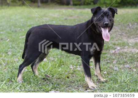 black dog full body photo on green grass background black dog full body photo on green grass background 107385659