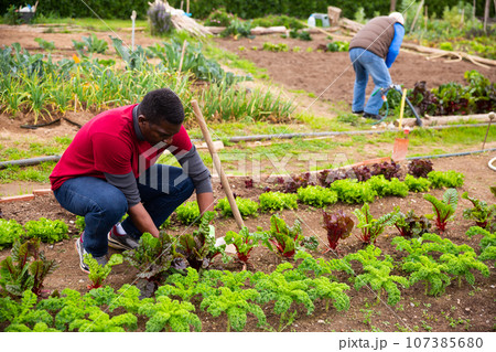 Man gardener working with seedlings in garden 107385680