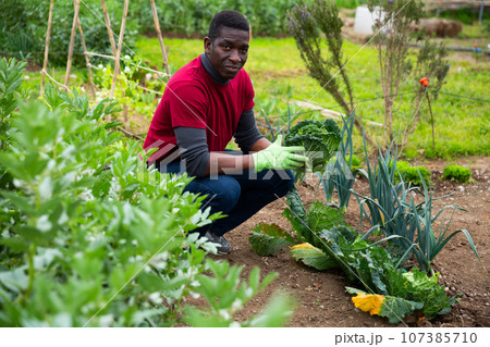 African american gardener picking fresh cabbage in garden 107385710