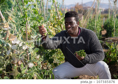 African american male gardener harvests peas African american male gardener harvests peas 107385876