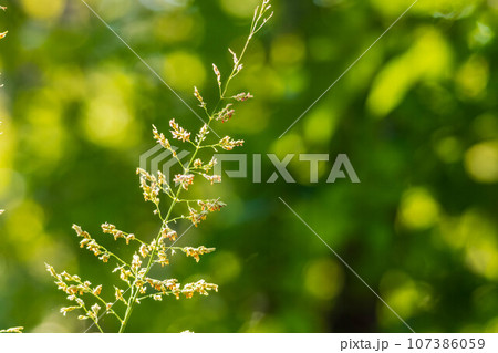 Close up shot of Johnson grass in Martin Nature Park 107386059