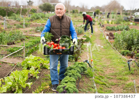 Senior man horticulturist holding crate with harvest of vegetables Senior man horticulturist holding crate with harvest of vegetables 107386437