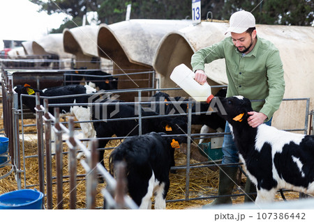 Farmer feeding calves with milk Farmer feeding calves with milk 107386442
