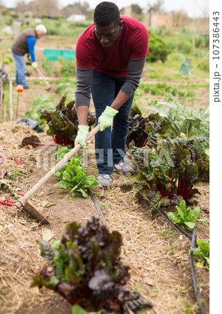 African american man with mattock working in garden African american man with mattock working in garden 107386443