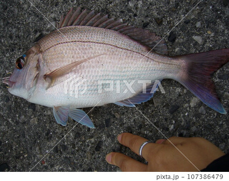 城下町佐伯 107386479