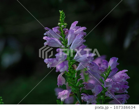 シソ科ハナトラノオの花 107386634