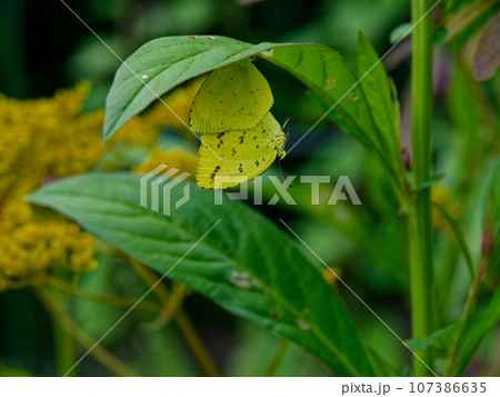 葉裏で交尾中のシロチョウ科キタキチョウ 葉裏で交尾中のシロチョウ科キタキチョウ 107386635