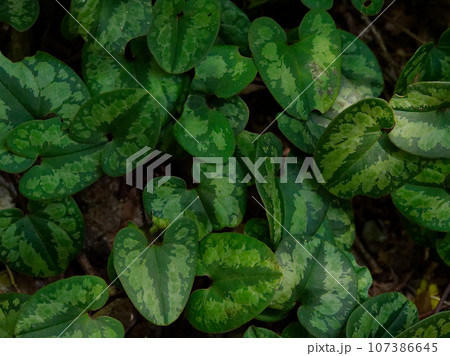 ウマノスズクサ科スズカカンアオイ群落 107386645